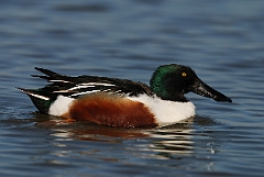 David Plant Photography - Wildlife Photography - Shoveler - K
